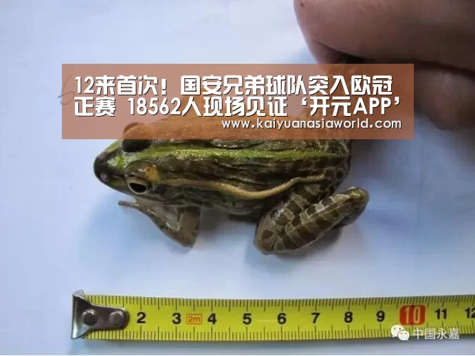 12来首次!国安兄弟球队突入欧冠正赛 18562人现场见证‘开元APP’(图1) 开元官方